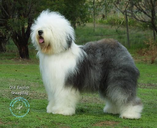 Old English Sheepdog 9F054D-08.JPG
